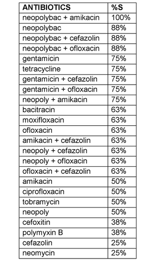 Gram negative cocci